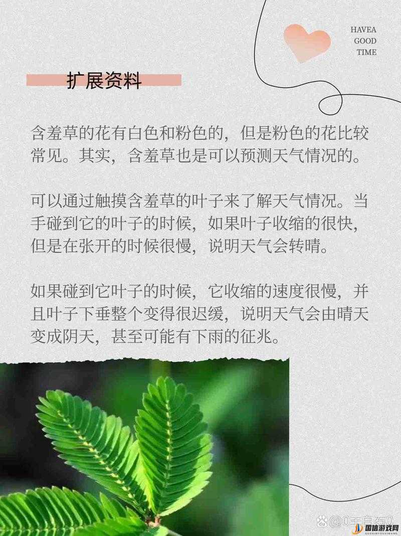 18 款夜晚禁用含羞草：成年人的私密世界